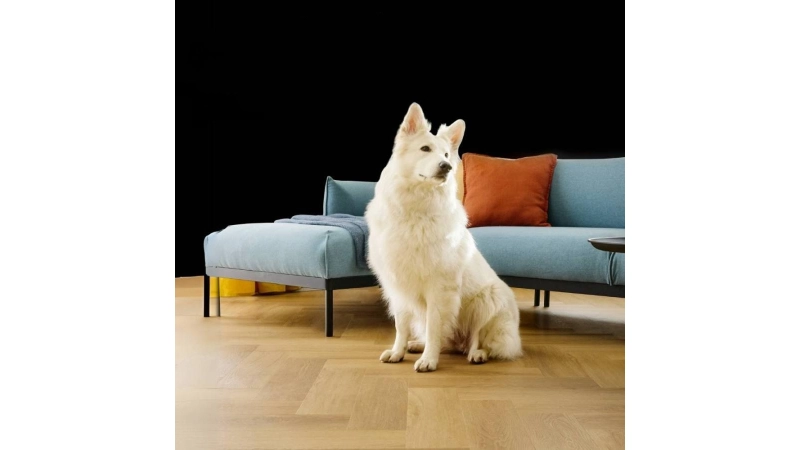 Podłoga idealna dla domu ze zwierzętami – jaką wybrać?