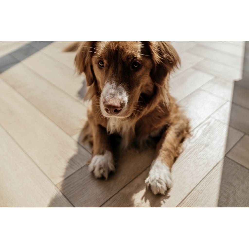 Panele winylowe Jodełka LVT Firenze dryback HB Mistrall Klasa 33 2.5 mm, FIR HB-2631-DB
