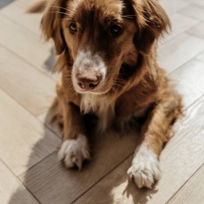 Panele winylowe Jodełka LVT Firenze dryback HB Mistrall Klasa 33 2.5 mm, FIR HB-2631-DB