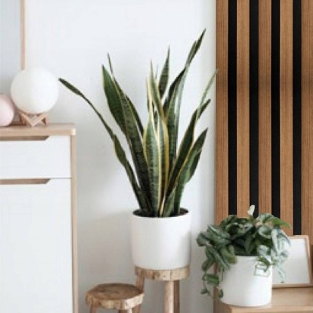 Lamele Akustyczne Listwa Dąb Naturalny L 248A Teak Lewa, 120044205
