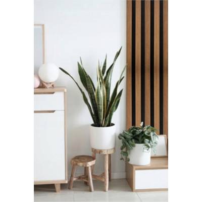 Lamele Akustyczne Listwa Dąb Naturalny L 248A Teak Lewa, 120044205