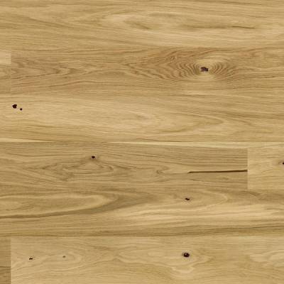Dąb Askania grande 5Gc 1WG000675 14 mm
