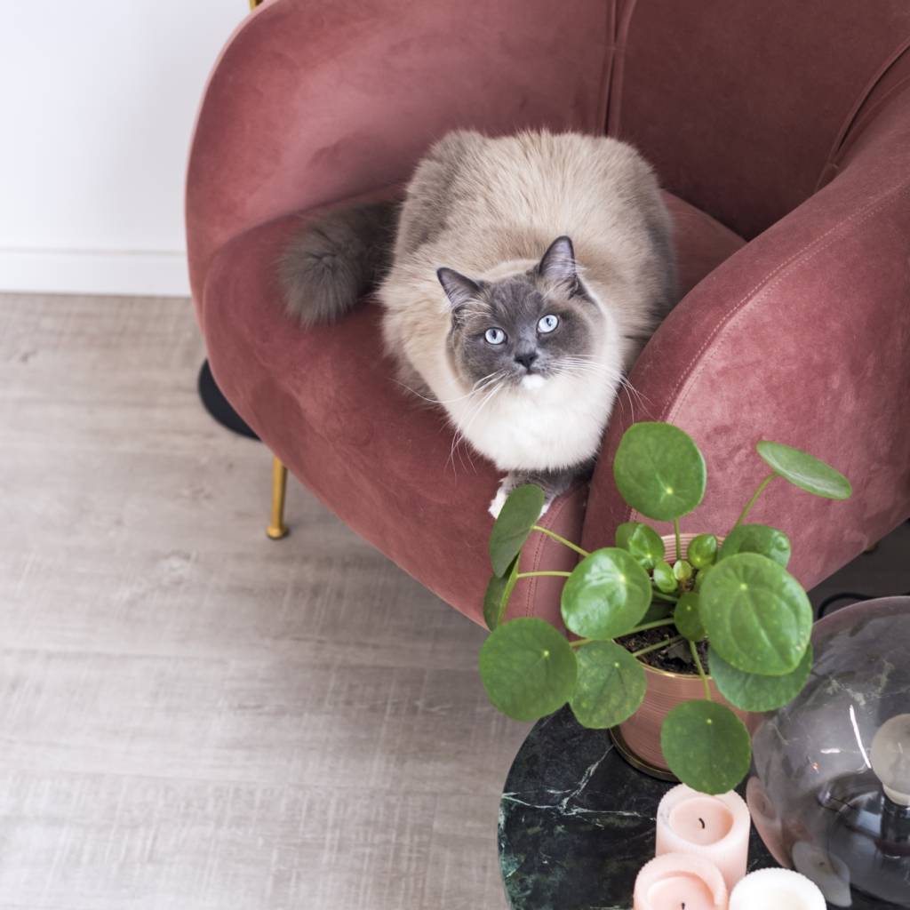 Panele Winylowe LVT Lugano Amaro LUG-497 Klasa 33 4 mm